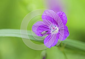 Wild purple flower Geranium sylvaticum with a small fly on the petal