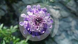 Wild purple flower macro. Close up flower immage. Zoom background.