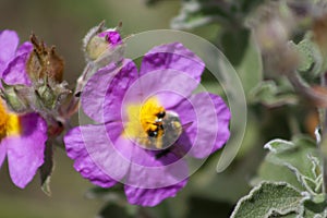 Petals and pistils: Bumblebee on wild flower of Monte Argentario photo