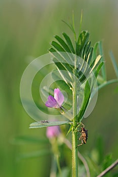 Wild purple flowers