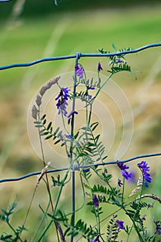 Wild purple flowers