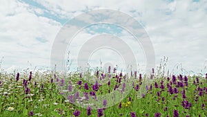 Wild purple flowers against bright blue sky with clouds, summer