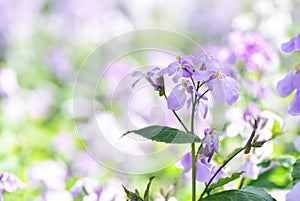 Wild purple flowers with bright fuzzy background in spring