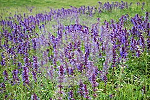 Wild purple flowers