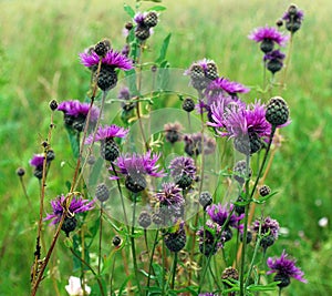 Wild purple flowers in the grass