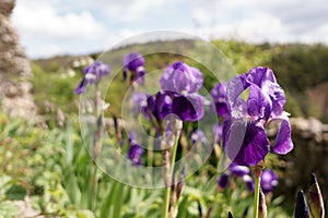 Wild purple flowers