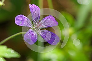 Wild purple flowers, macro photo with selective focus. Geranium sylvaticum in the forest