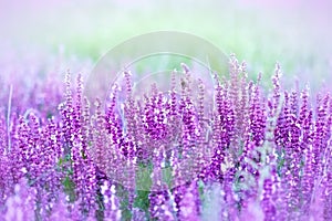 Selvaggio viola fiori 