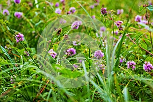 Wild purple flowers on a meadow among the grass
