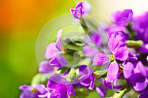 Wild purple flowers