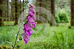 Wild Purple Foxgloves