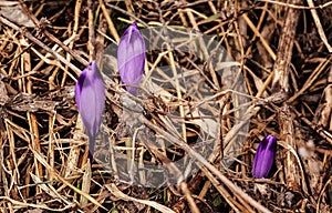 Divoký kosatec fialový (Crocus heuffelianus) kvety rastúce v tieni, hlavy ešte neotvorené, suchá tráva a lístie okolo,