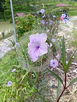 Wild purple Kencana is a shrub that has blue or purple flowers.