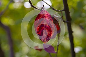 Wild purple leaf close up in Fall