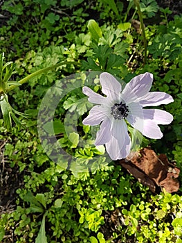 Wild purple lilac anemones with Background of soil and wild plants photo