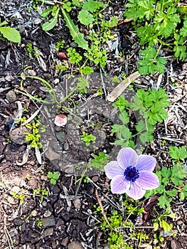 Wild purple lilac anemones with Background of soil and wild plants photo