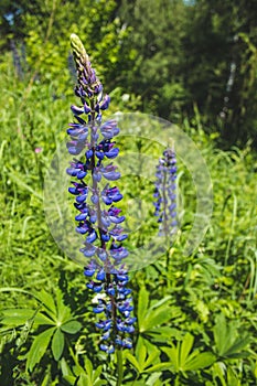 Wild purple lupine flowers growing on a meadow in Germany. Lupine also called lupin or lupinus. Beautiful wild flowers on a sunny