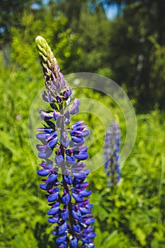 Wild purple lupine flowers growing on a meadow in Germany. Lupine also called lupin or lupinus. Beautiful wild flowers on a sunny