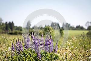 Wild purple lupine in meadow. Summer flowers, wild nature