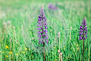 Wild purple lupine in meadow. Summer flowers, wild nature