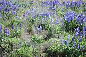 Wild Purple Lupines In Colorado