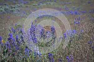 Wild Purple Lupines In Colorado