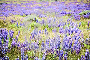 Wild Purple Lupines In Colorado