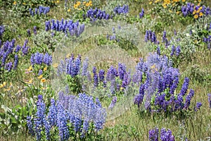 Wild Purple Lupines In Colorado