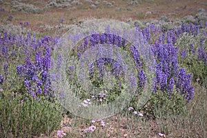 Wild Purple Lupines In Colorado