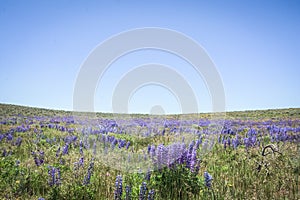 Wild Purple Lupines In Colorado