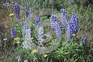 Wild Purple Lupines In Colorado