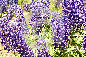 Wild Purple Lupines In Colorado