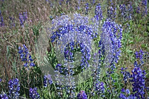 Wild Purple Lupines In Colorado