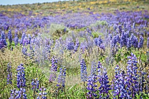 Wild Purple Lupines In Colorado Meadow