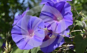 Wild purple morning glory