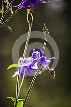 Wild Purple Mountain Flower in Green Forest