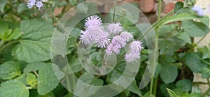 Wild purple pistil on plants