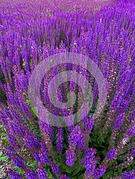 Wild Purple Sage Flowers Close-Up