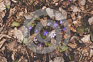 Wild purple violet flowers break through the old brown grass and leaves positive optimistic survival mood. Photo in retro vintage