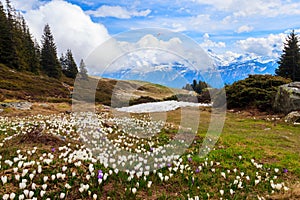 Wild purple and white Crocus alpine flowers blooming at spring in the Swiss Alps. Niederhorn, Switzerland