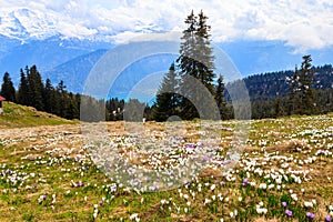 Wild purple and white Crocus alpine flowers blooming at spring in the Swiss Alps. Niederhorn, Switzerland