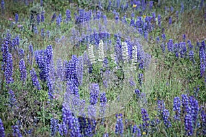 Wild Purple and White Lupines In Colorado Meadow