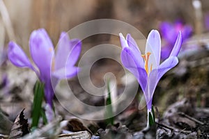 Divoký fialový a žlutý kosatec Crocus heuffelianus discolor květ rostoucí ve stínu, suchá tráva a listy kolem