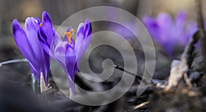 Divoký fialový a žlutý kosatec Crocus heuffelianus discolor květina rostoucí ve stínu, suchá tráva a listy kolem.