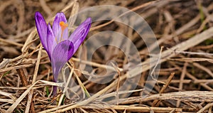 Divoký fialový a žlutý kosatec ( Crocus heuffelianus ) květina rostoucí ve stínu, suchá tráva a listy kolem