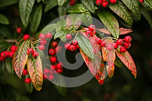 Wild Pyracantha Red Berries