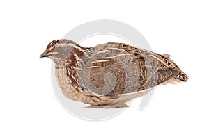 Wild quail