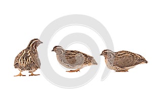 wild quail Coturnix coturnix isolated on a white