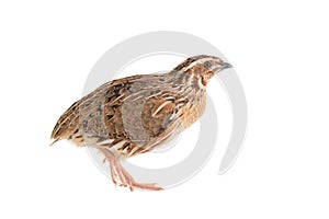 Wild quail, Coturnix coturnix, isolated on a white background