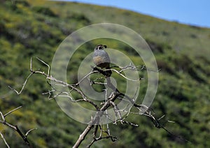 Selvaggio quaglia si siede un albero 